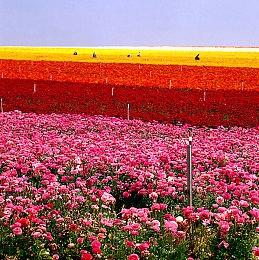 小岛秀夫表示《死亡搁浅2》里芙拉吉尔戏份非常重要